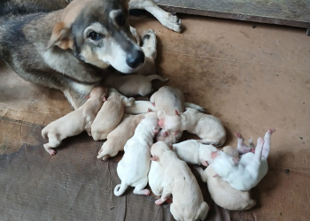 Fotos: Divulgação/CBMAM