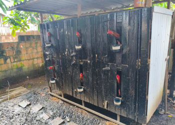 Animais resgatados. (Foto: Divulgação/PC-AM)