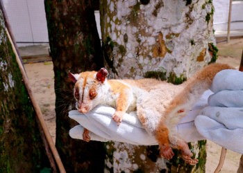 FOTOS: José Narbaes/Ipaam