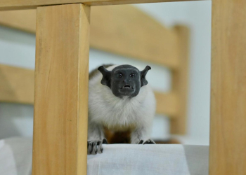 FOTOS: Henrique Almeida/Ipaam