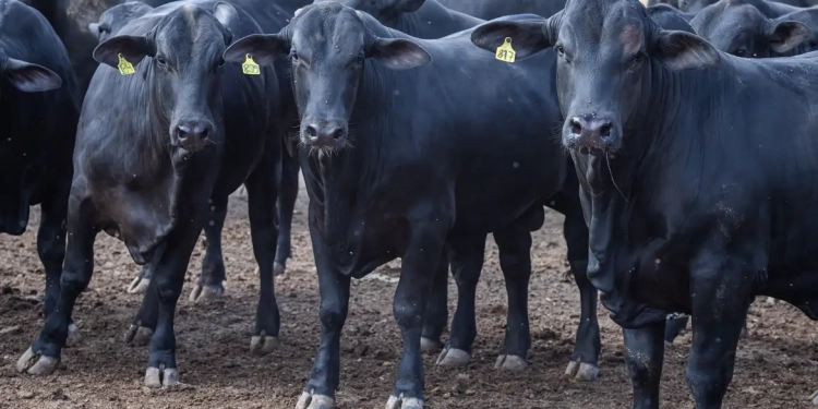 © CNA/ Wenderson Araujo/Trilux