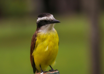 Imagem ilustrativa. Foto: Canva