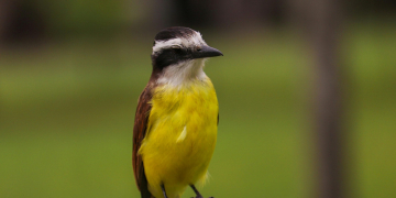 Imagem ilustrativa. Foto: Canva