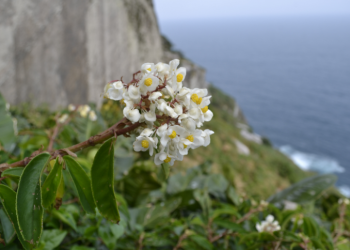 Foto: Gabriel Sabino