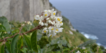 Foto: Gabriel Sabino