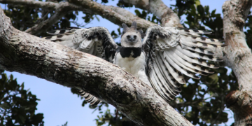 Harpia na RPPN Estação Veracel (BA), onde este ano aconteceu o nascimento de um filhote da espécie - Foto: Jailson Souza