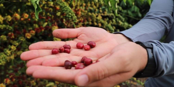 Fotos: Divulgação/Idam