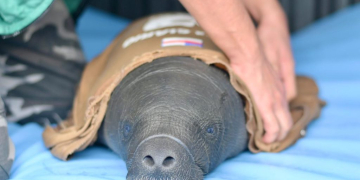 Foto: Henrique Almeida/Ipaam