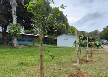 Taianna Castro / Semmas