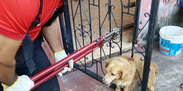 Fotos: Divulgação/CBMAM