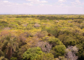 A Floresta Nacional do Araripe-Apodi (CE) tem cerca de 38 mil hectares e recebeu - Foto: Débora Agostini/ICMBio