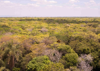 A Floresta Nacional do Araripe-Apodi (CE) tem cerca de 38 mil hectares e recebeu - Foto: Débora Agostini/ICMBio