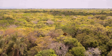 A Floresta Nacional do Araripe-Apodi (CE) tem cerca de 38 mil hectares e recebeu - Foto: Débora Agostini/ICMBio