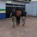 Ação policial. (Foto: Divulgação/PC-AM)