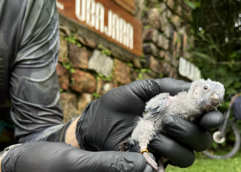 O periquito-cara-suja, também conhecido como tiriba-de-peito-cinza, é uma ave psitaciforme da família Psittacidae - Foto: Divulgação