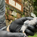 O periquito-cara-suja, também conhecido como tiriba-de-peito-cinza, é uma ave psitaciforme da família Psittacidae - Foto: Divulgação
