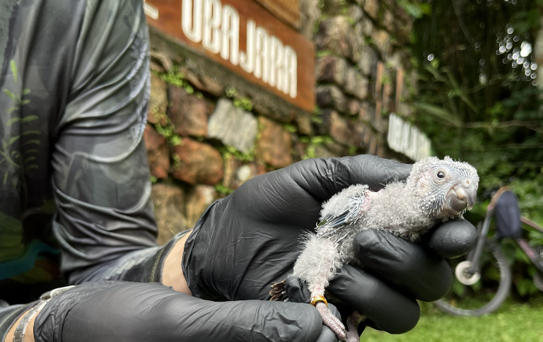 O periquito-cara-suja, também conhecido como tiriba-de-peito-cinza, é uma ave psitaciforme da família Psittacidae - Foto: Divulgação