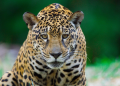 Maior felino das Américas e espécie-chave para o equilíbrio dos ecossistemas, a onça-pintada depende da conservação dos habitats naturais para sobreviver - Foto: João Marcos Rosa