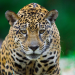 Maior felino das Américas e espécie-chave para o equilíbrio dos ecossistemas, a onça-pintada depende da conservação dos habitats naturais para sobreviver - Foto: João Marcos Rosa