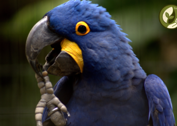 Entre as espécies que passaram a integrar a lista estão a arara-azul-grande (Anodorhynchus hyacinthinus) - Foto: Lucas Leite
