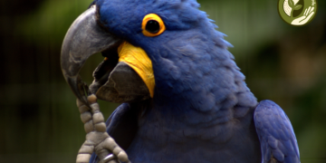 Entre as espécies que passaram a integrar a lista estão a arara-azul-grande (Anodorhynchus hyacinthinus) - Foto: Lucas Leite