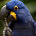 Entre as espécies que passaram a integrar a lista estão a arara-azul-grande (Anodorhynchus hyacinthinus) - Foto: Lucas Leite