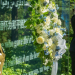 O secretário-Geral António Guterres participa da cerimônia de deposição de coroa de flores em homenagem aos soldados da paz falecidos no Memorial dos Soldados da Paz, na sede da ONU. Foto: ONU/ Mark Garten