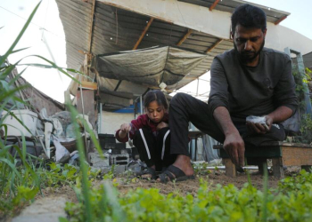 Um homem e sua filha cultivam vegetais em uma horta ao lado de seu abrigo em Gaza. Foto: OIM