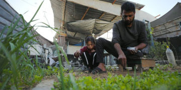 Um homem e sua filha cultivam vegetais em uma horta ao lado de seu abrigo em Gaza. Foto: OIM