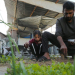 Um homem e sua filha cultivam vegetais em uma horta ao lado de seu abrigo em Gaza. Foto: OIM