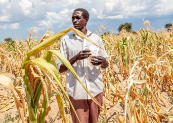 Um agricultor inspeciona uma plantação de milho afetada pela seca na Zâmbia Foto: WFP/Gabriela Vivacqua