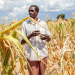 Um agricultor inspeciona uma plantação de milho afetada pela seca na Zâmbia Foto: WFP/Gabriela Vivacqua