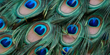 Imagem Ilustrativa. Foto: Reprodução | Canva